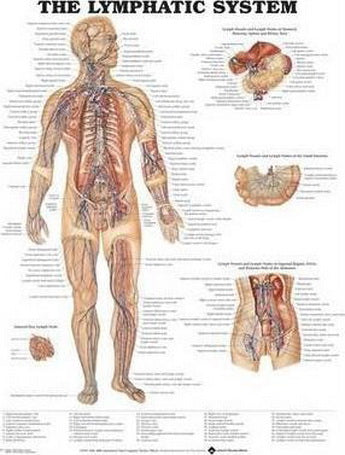 The Lymphatic System Laminated
