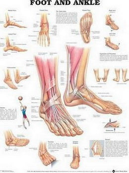 Foot and Ankle Anatomical Chart Laminated