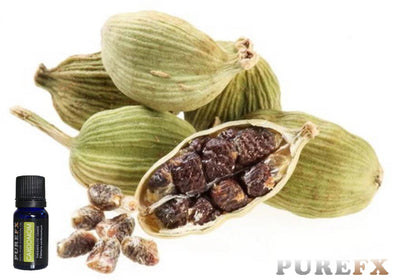 Cardamom Essential Oil