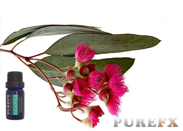 Eucalyptus Essential Oil