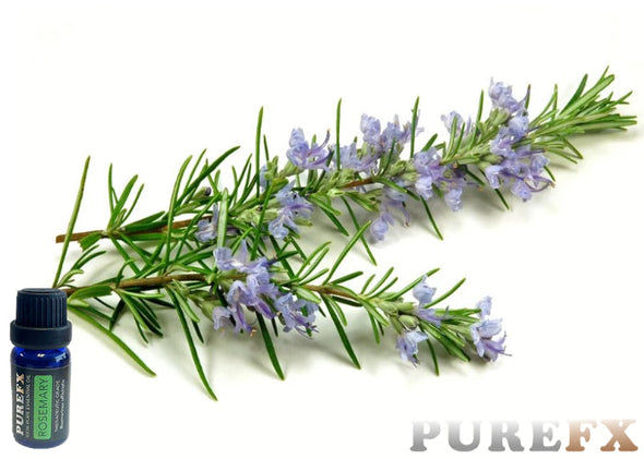 Rosemary Essential Oil