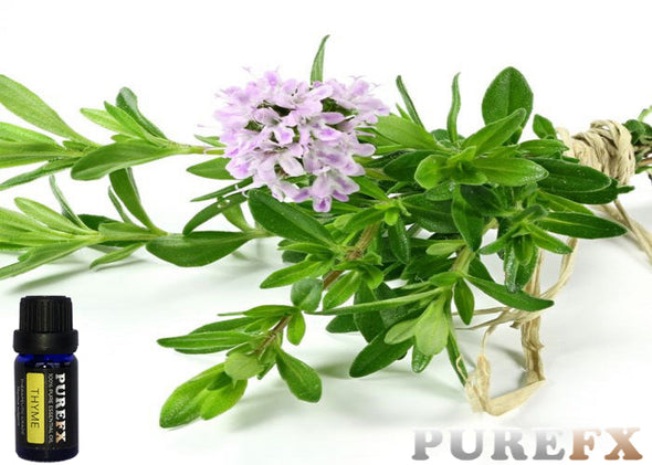 Thyme (white) Essential oil