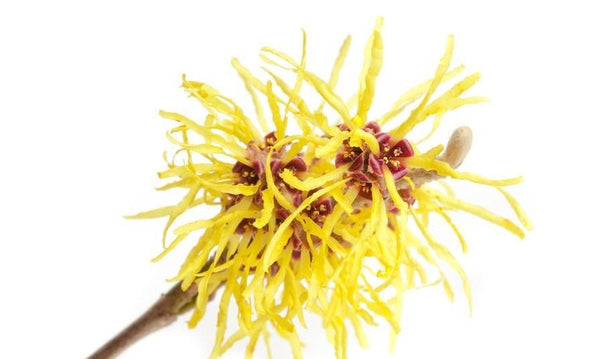 Witch-hazel-flowers-_RVYUYVO3YH22.jpg