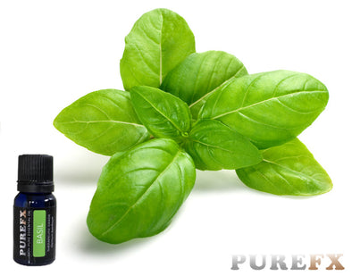 Basil Essential Oil