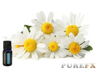 Chamomile (German) Essential Oil