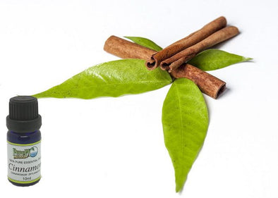 Cinnamon Essential Oil