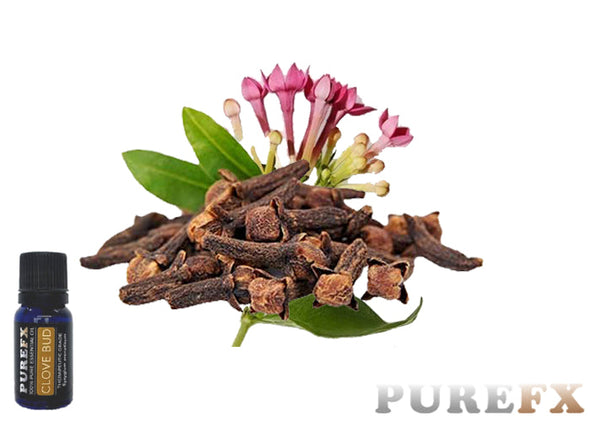 Clove Bud Essential oil