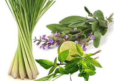 Lemongrass & Sage Fragrance Oil
